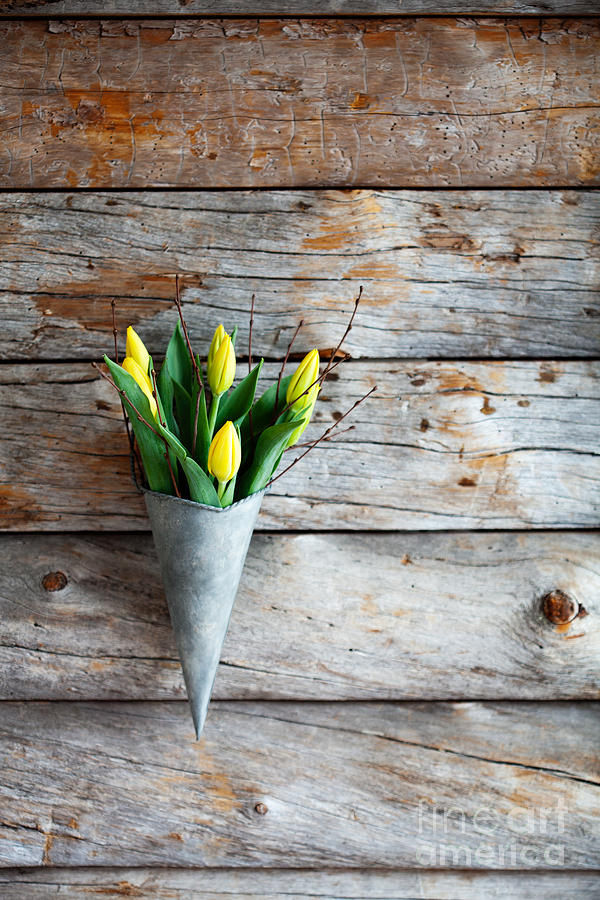 Yellow tulips #4 Photograph by Kati Finell
