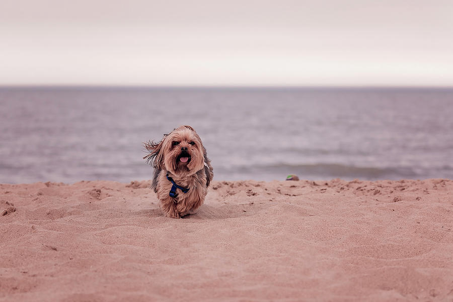 York dog playing on the beach. #4 Photograph by Peter Lakomy