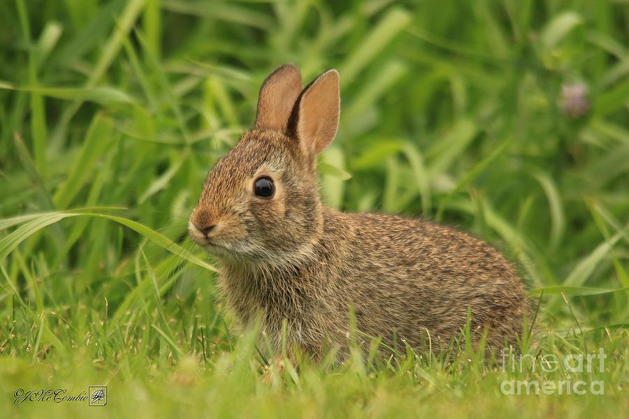 Young Cotton-Tail Rabbit #3 Photograph by J McCombie