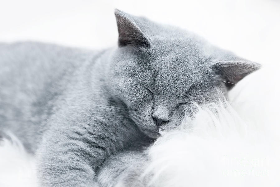 Young Cute Cat Resting On White Fur Photograph