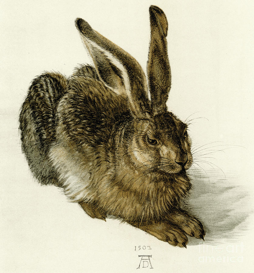 Young Hare Painting by Albrecht Durer
