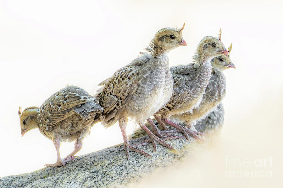 4 Young Gambels Quail in the Mojave Photograph by Lisa Manifold