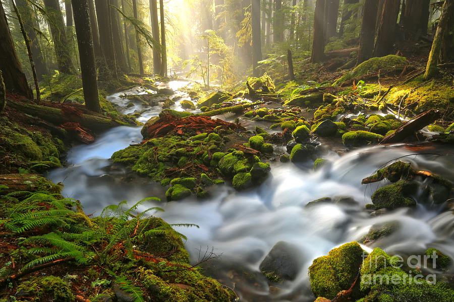 Olympic National Park Zen Photograph by Adam Jewell