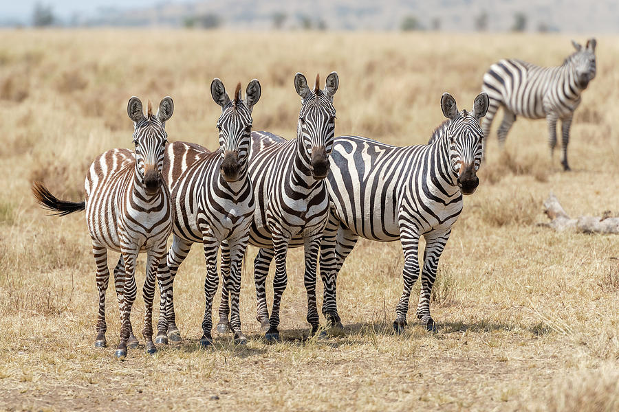 Zebras in Serengeti National Park #4 Photograph by Marek Poplawski