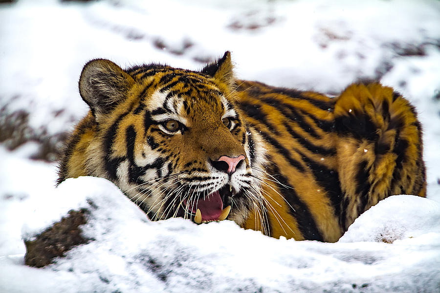 Zoya The Amur Tiger #4 Photograph by Ron Pate