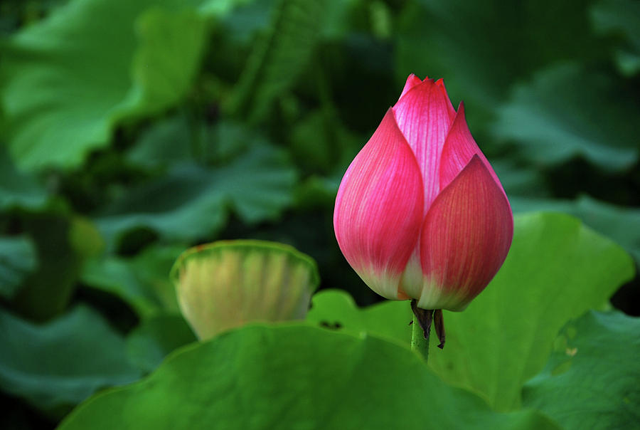 Blossoming lotus flower closeup #40 Photograph by Carl Ning