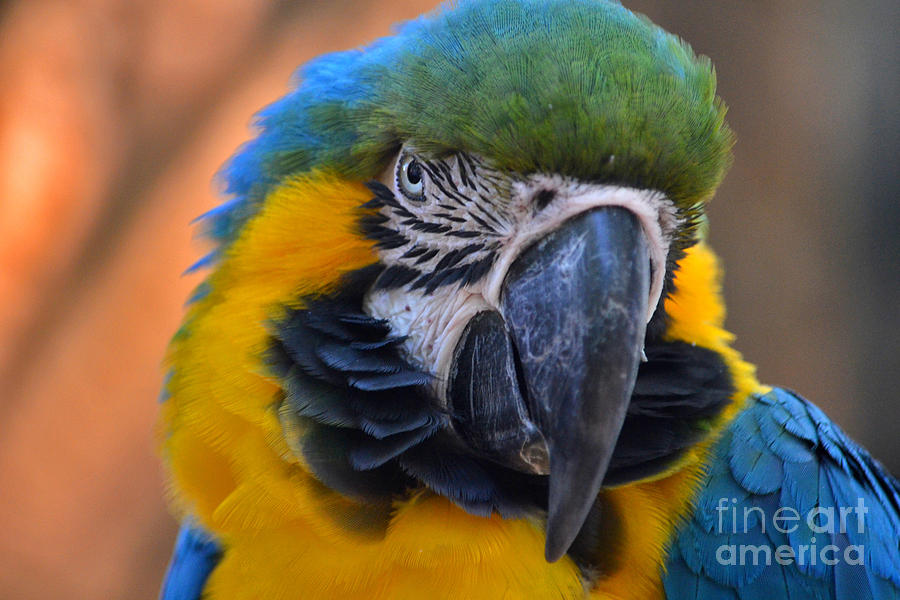 40- Blue And Gold Macaw Photograph by Joseph Keane