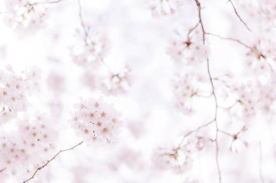 Flower Photograph - #flowers #floral #pale #nature #40 by Toshinori Inomoto