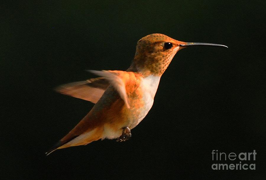 Hummingbird #40 Photograph by Marc Bittan