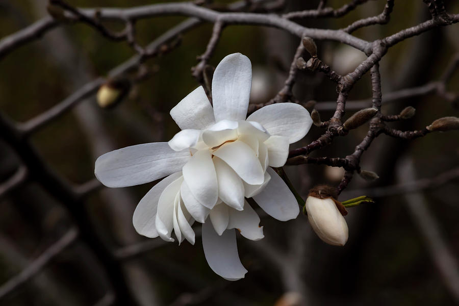Magnolia #40 Photograph by Robert Ullmann