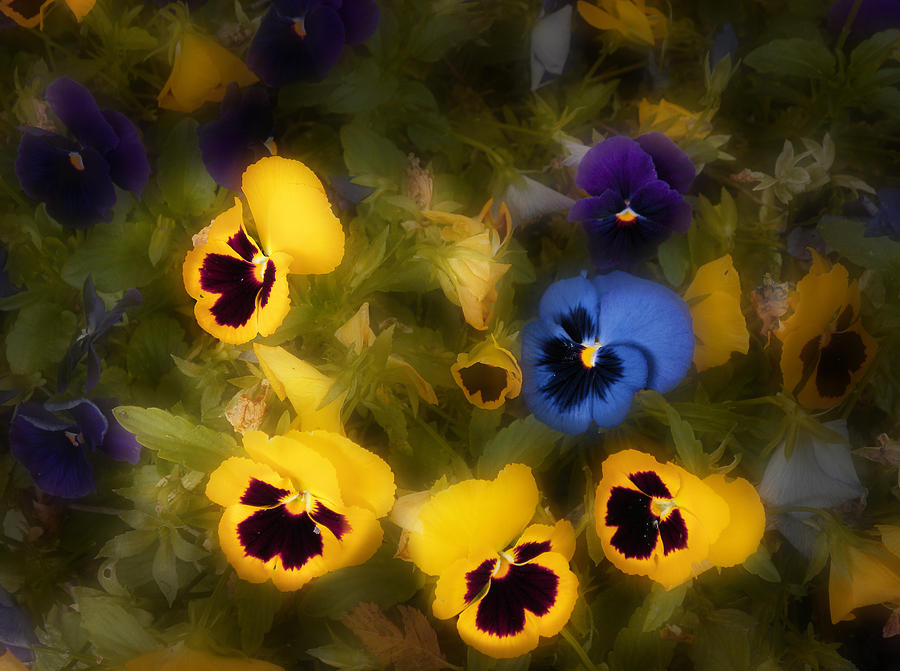 Flower Photograph - 4009 by Peter Holme III