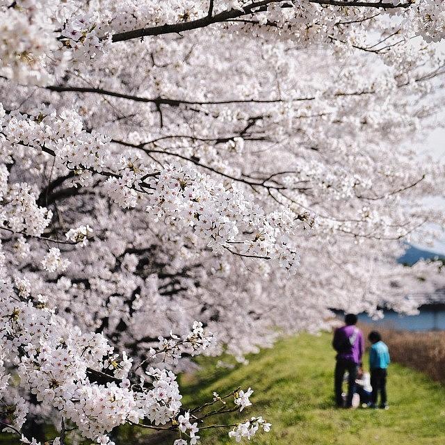 Spring Photograph - Sakura by Yasuhito Shimizu