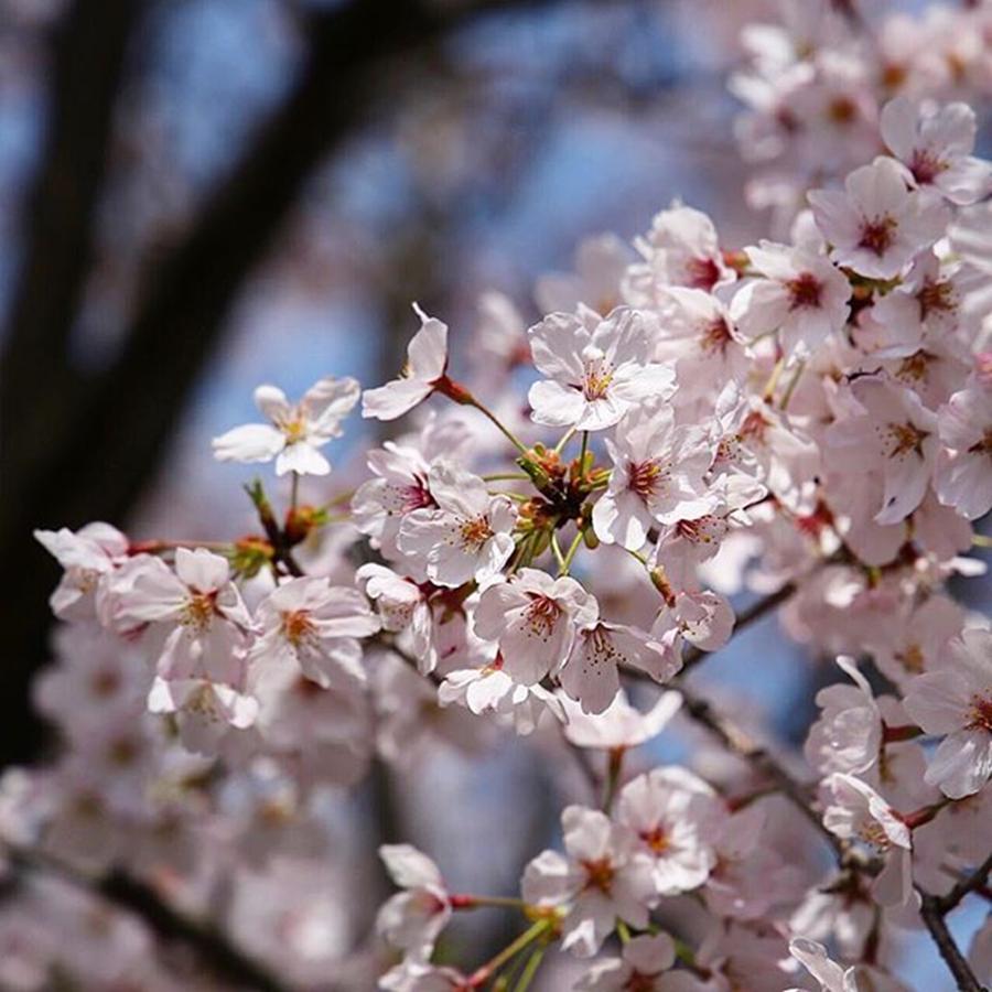 Cherryblossom Photograph - Instagram Photo #401460086268 by Hideki Sato