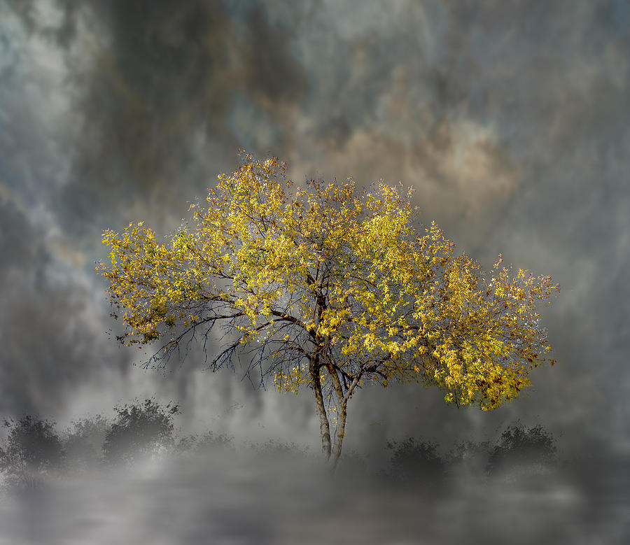 4020 Photograph by Peter Holme III