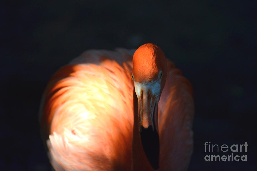 41- American Flamingo Photograph by Joseph Keane