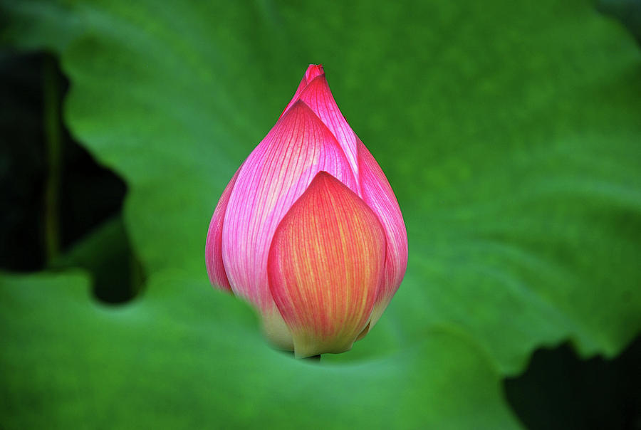 Blossoming lotus flower closeup #41 Photograph by Carl Ning