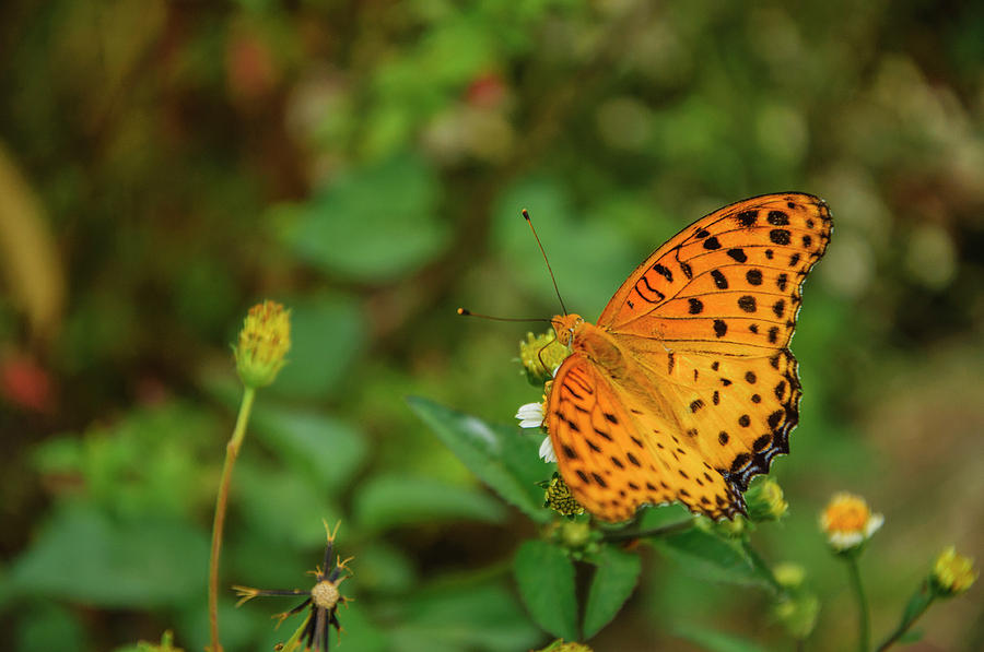 Butterfly and flower closeup #41 Photograph by Carl Ning