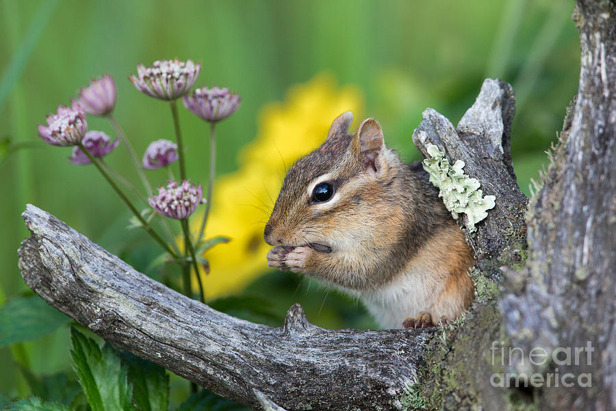 Spring Photograph - Eastern Chipmunk #41 by Linda Freshwaters Arndt
