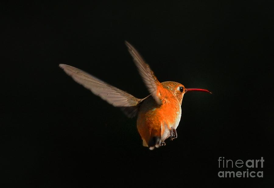 Hummingbird #41 Photograph by Marc Bittan