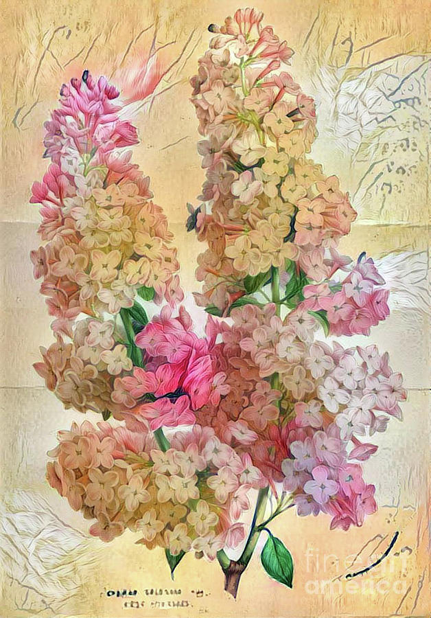 Shabby Chic Botanical Flowers #41 Digital Art by Amy Cicconi