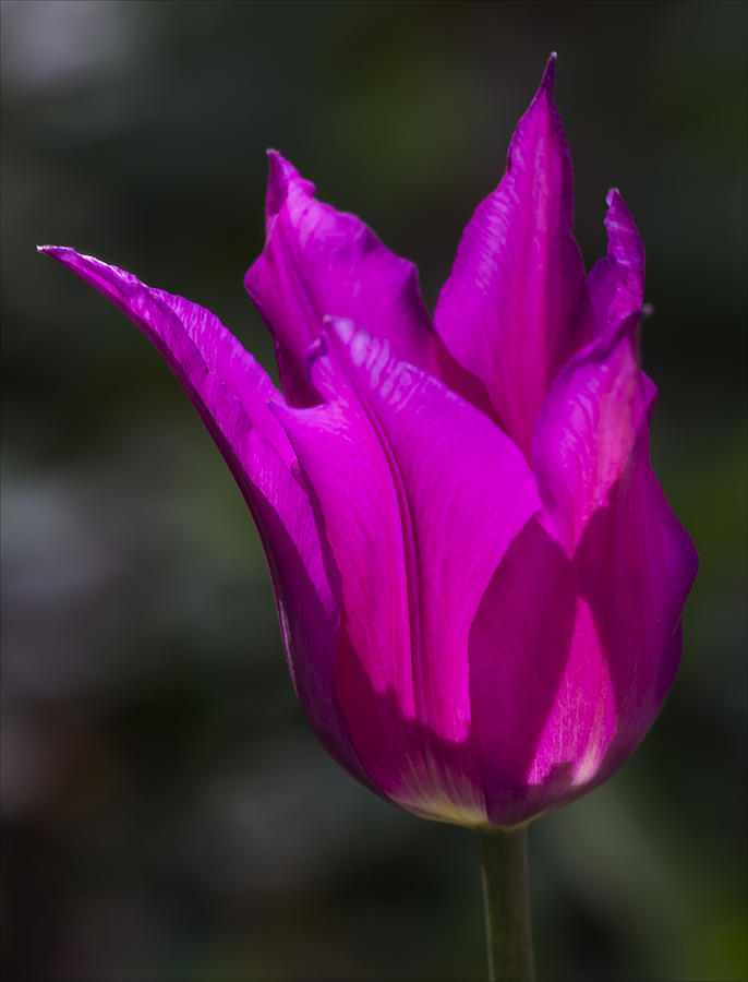 Tulip #41 Photograph by Robert Ullmann