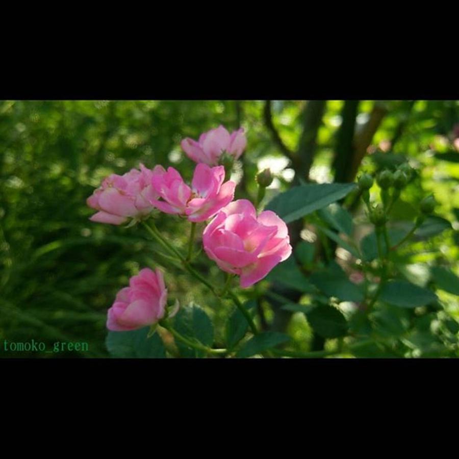 Flower Photograph - Instagram Photo #411445012091 by Tomoko Takigawa