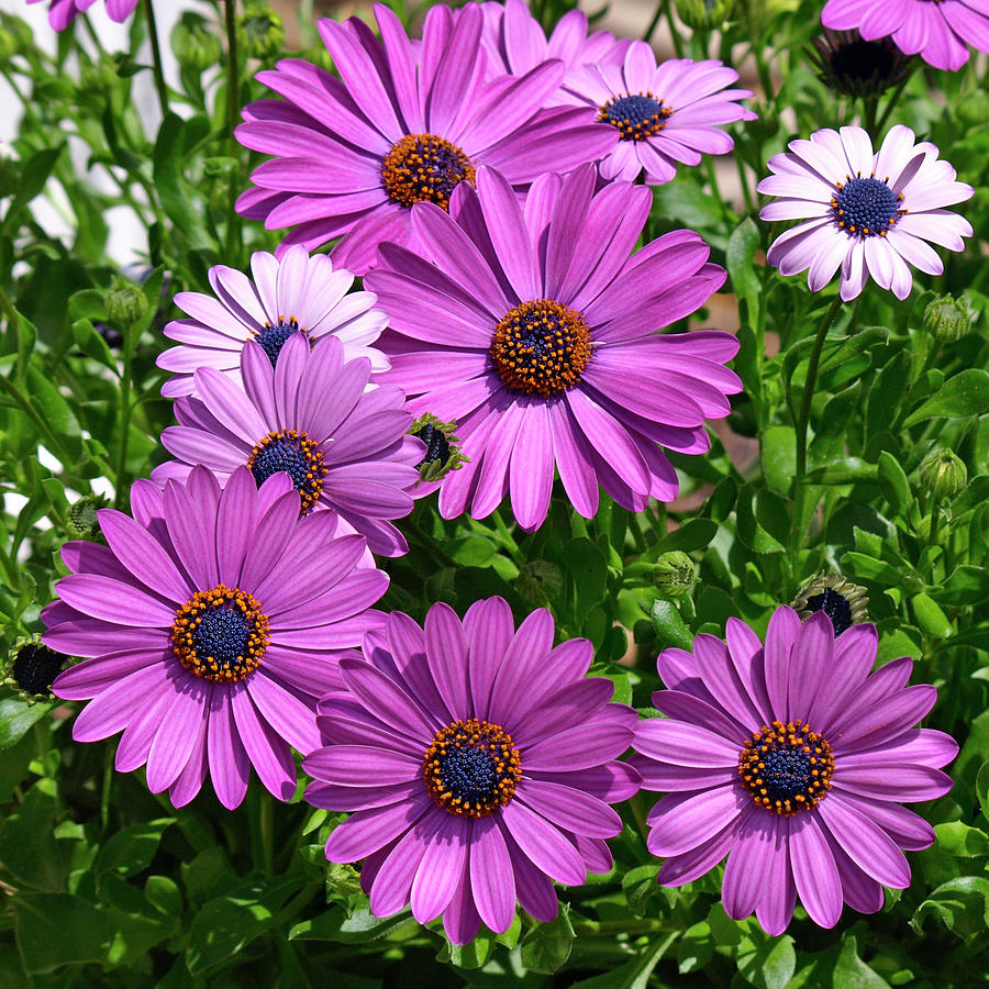 4138279SQ Purple Osteospermum Square Format Photograph by Stephen Ham ...