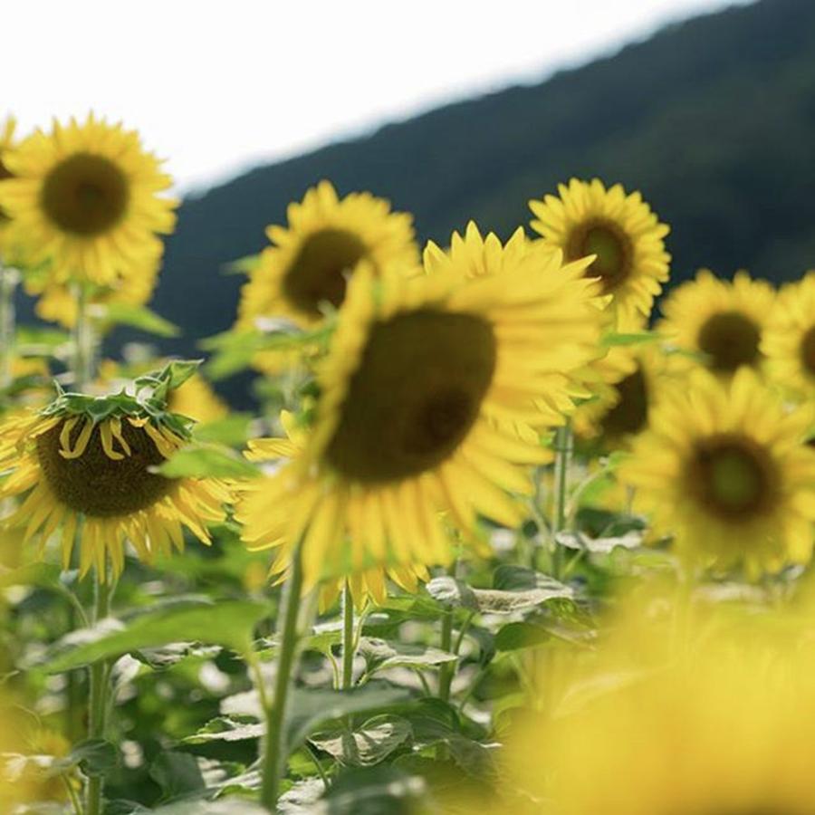 Flower Photograph - Instagram Photo #41480895124 by Masashi Matsuno