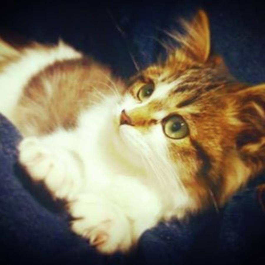Cat Photograph - Instagram Photo #41493553806 by Happy Rabbit Jp
