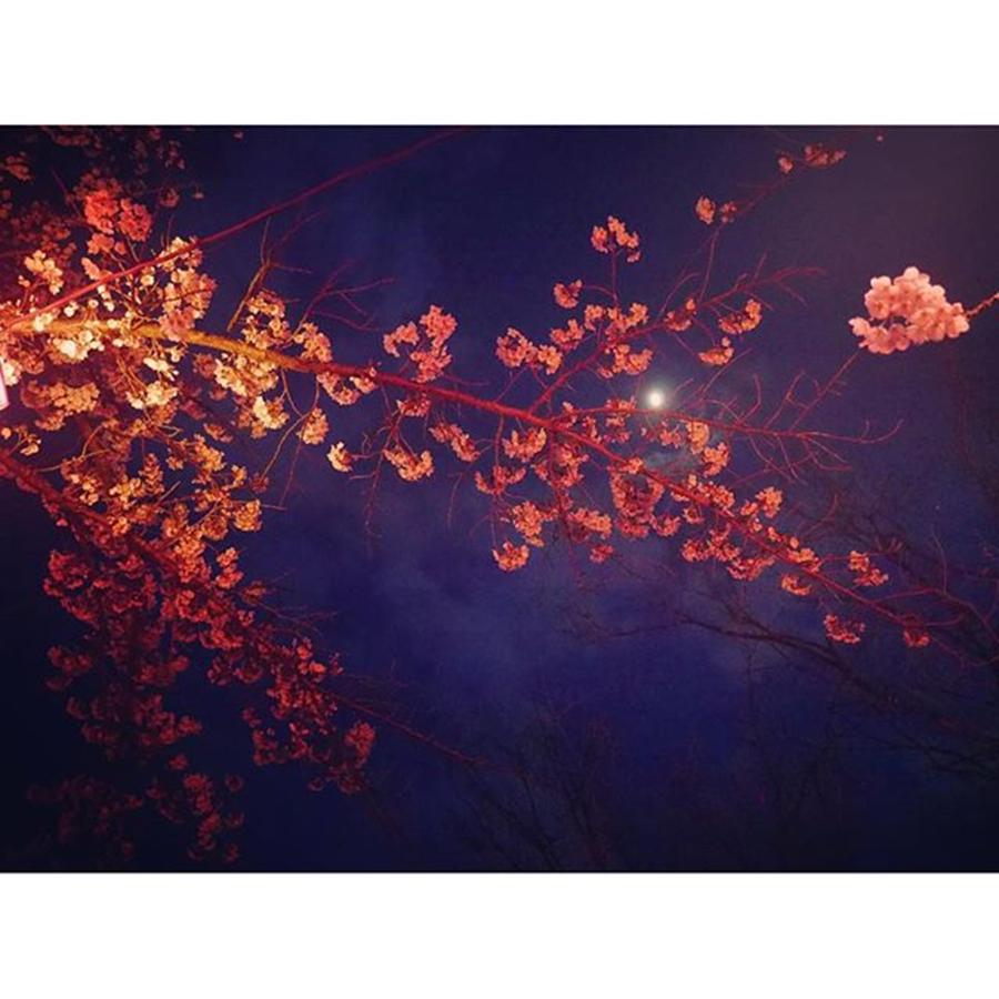 Flower Photograph - 4.16 #night #416 by Megumi Sugano
