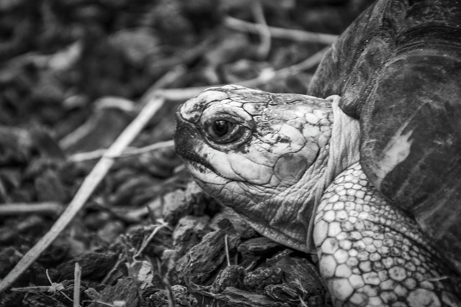 4175- Tortoise Black And White Photograph