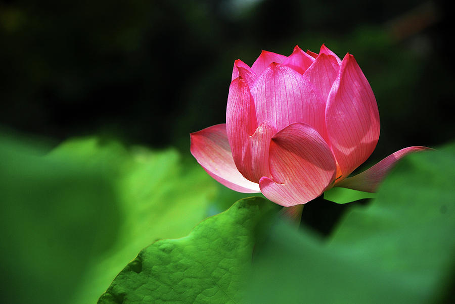 Blossoming lotus flower closeup #42 Photograph by Carl Ning