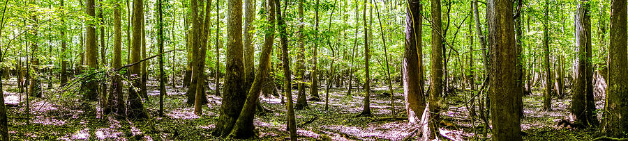 cypress forest and swamp of Congaree National Park in South Caro #42 Photograph by Alex Grichenko