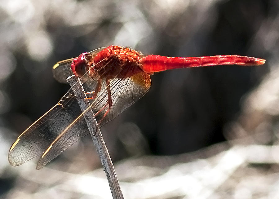 Dragonfly #42 Photograph by Gouzel -