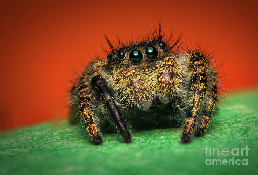 Jumping Spider Macro Photograph by Ezume Images - Fine Art America