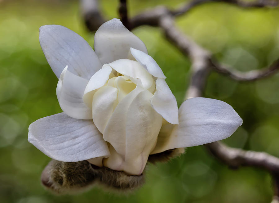 Magnolia #42 Photograph by Robert Ullmann