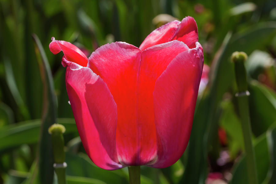 Tulip #42 Photograph by Robert Ullmann