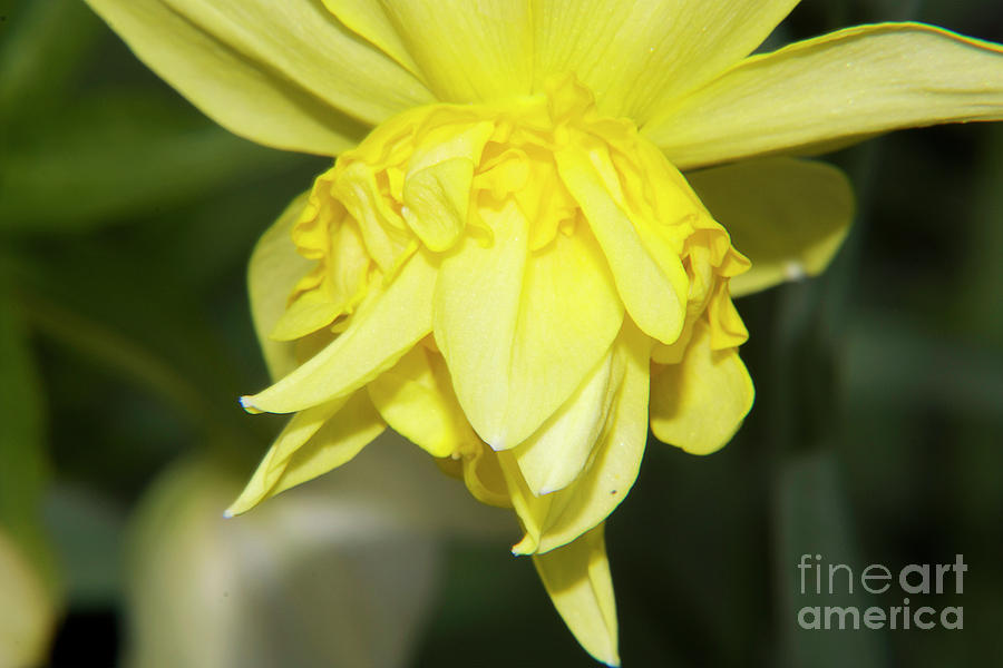 Flower Photograph - Yellow Flower #42 by Elvira Ladocki