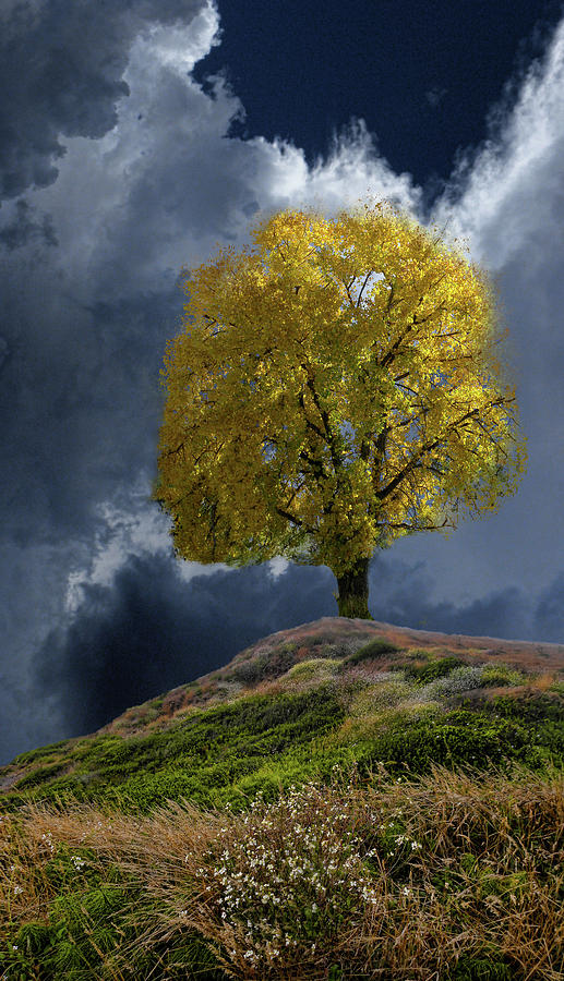 4200 Photograph by Peter Holme III