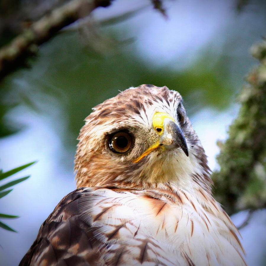 2220 - Red-tailed Hawk #1 Photograph by Travis Truelove