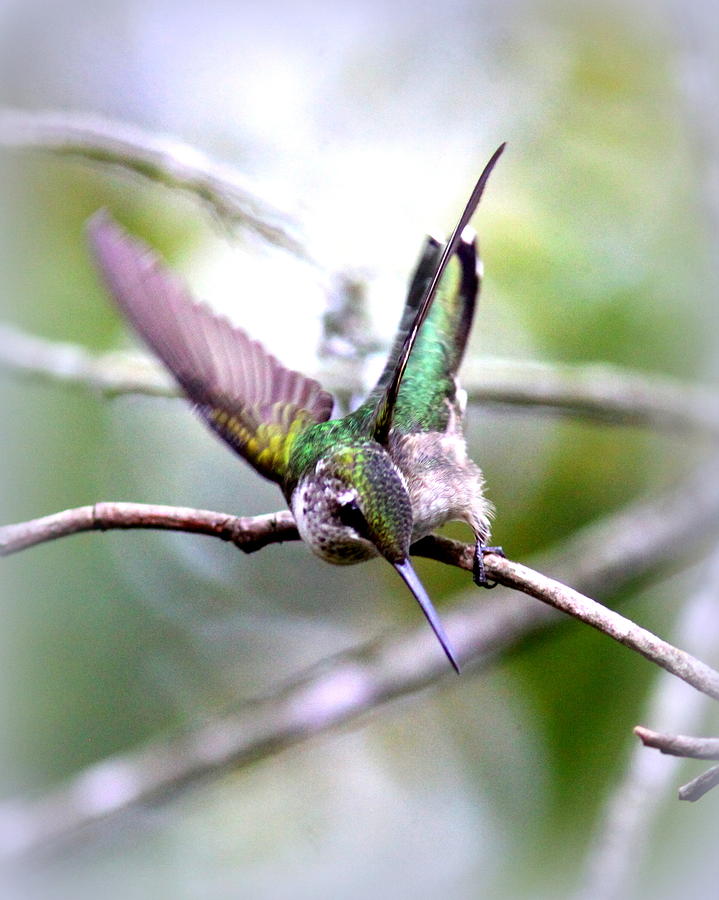 4236-002 - Ruby-throated Hummingbird Photograph by Travis Truelove