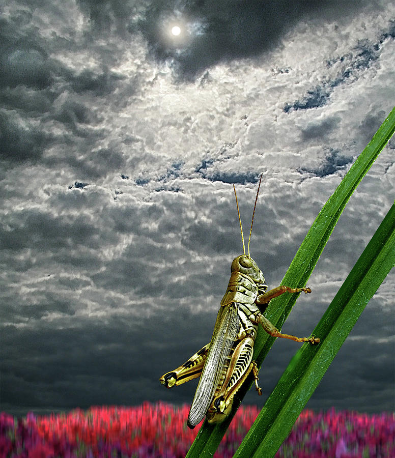 4239 Photograph by Peter Holme III