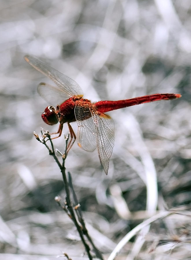 Dragonfly #43 Photograph by Gouzel -