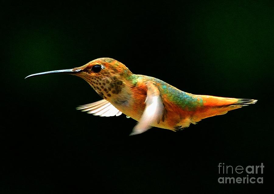 Hummingbird #43 Photograph by Marc Bittan
