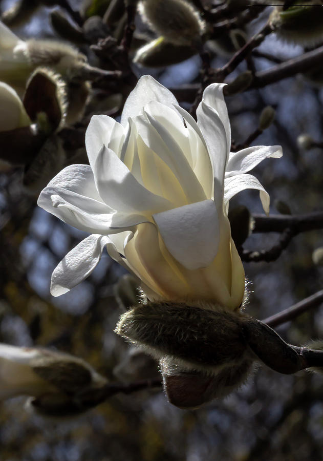 Magnolia #43 Photograph by Robert Ullmann