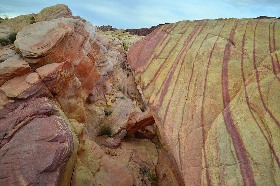Multicolored Sandstone in Valley of Fire #43 Photograph by Ray Mathis