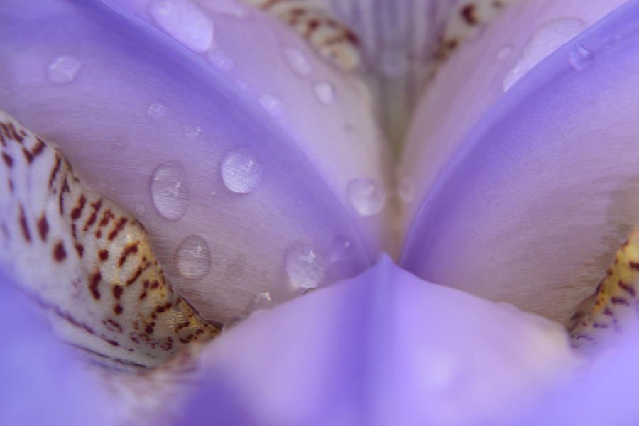 Purple Iris #43 Photograph by Curtis Krusie