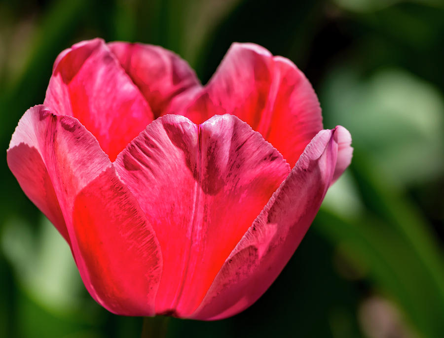 Tulip #43 Photograph by Robert Ullmann