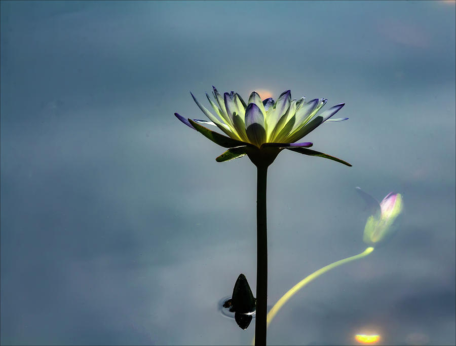 Water Lily #43 Photograph by Robert Ullmann