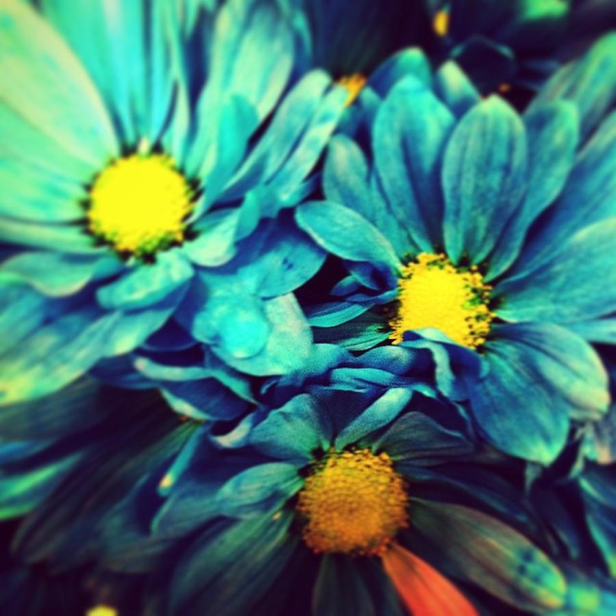 Daisy Photograph - Bloomingly Blue by Keely Prendergast